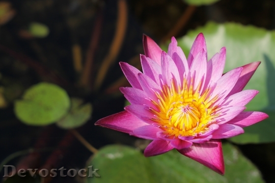 Devostock Lotus Flowers Thailand Background 0