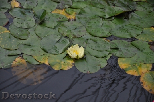 Devostock Lotus Lake Nature Blossom