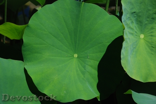 Devostock Lotus Leaf Nature Green