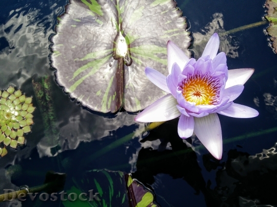 Devostock Lotus Lily Pad Water