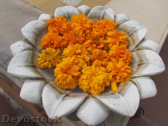 Devostock Lotus Marigolds Beautiful Marigold