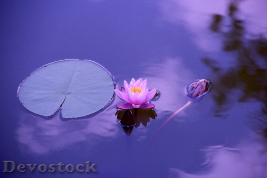 Devostock Lotus Natural Water Meditation