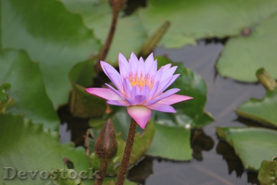 Devostock Lotus Waterlily Flower Petal