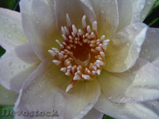 Devostock Lotus White Drops Water