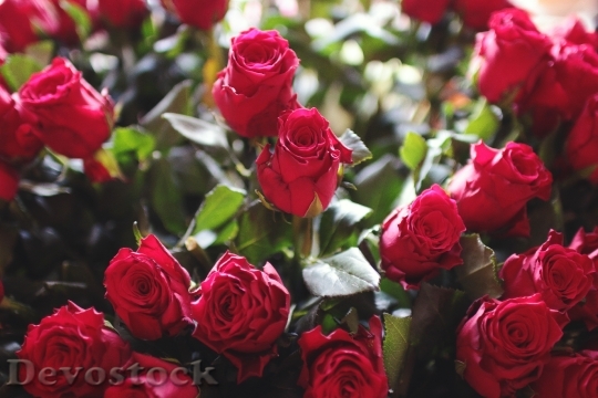 Devostock Love Romantic Flowers 25