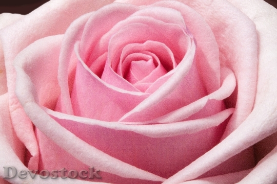 Devostock Love Romantic Flowers 523