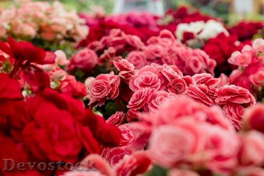 Devostock Love Romantic Flowers 6984