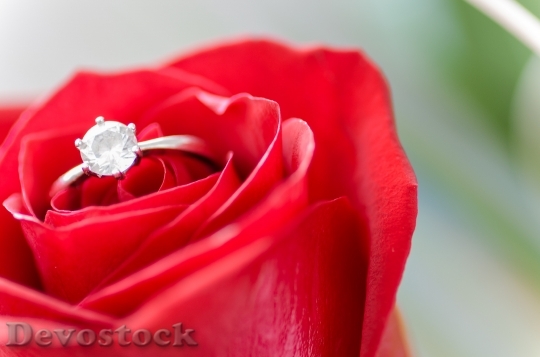 Devostock Love Romantic Petals 6279