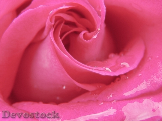 Devostock Love Romantic Petals Plnt 4K