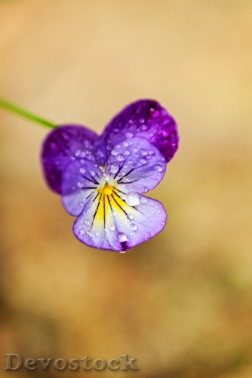 Devostock Macro Flower Tiny Nature