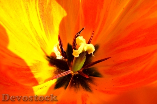 Devostock Macro Flower Tulip Yellow