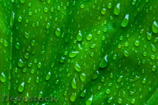 Devostock Macro Leaf Green Background