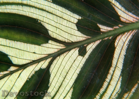 Devostock Macro Leaves Background Texture