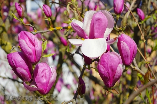 Devostock Magnolia Magnolia Blossom Blossom 1