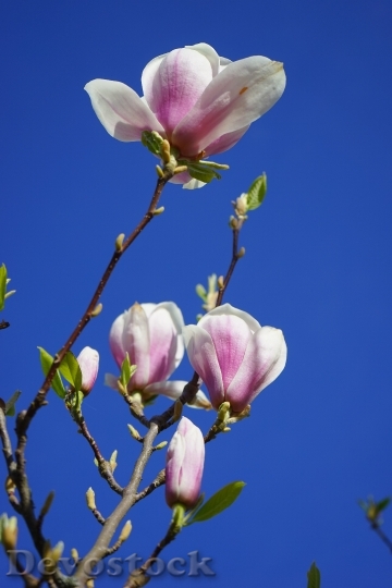 Devostock Magnolia Magnolia Blossom Flowers 0