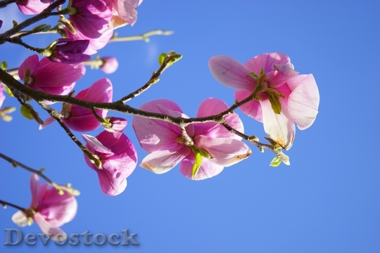 Devostock Magnolia Magnolia Blossom Flowers