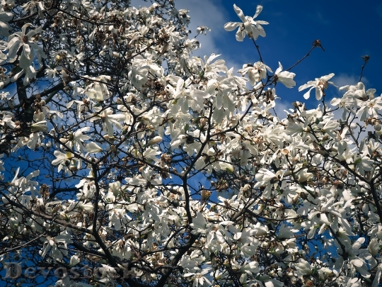 Devostock Magnolia Tree Blossom Bloom 2