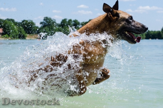 Devostock Malinois Dog Water Jump