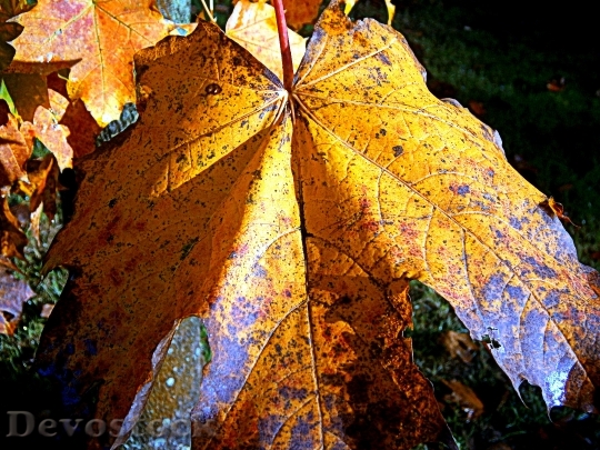 Devostock Maple Autumn Leaf Leaves