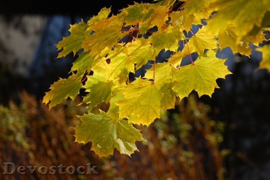 Devostock Maple Autumn Leaves Foliage