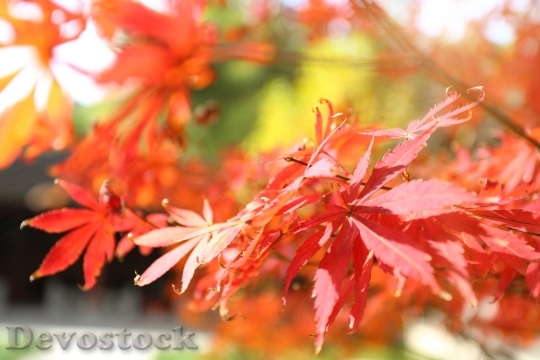 Devostock Maple Autumn Red Leaves 0