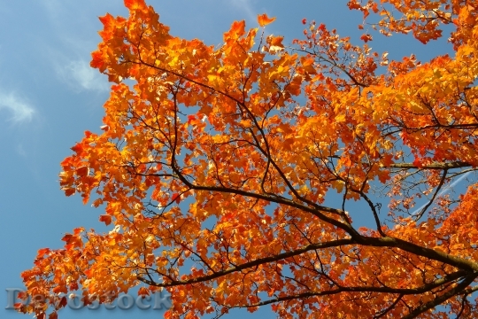 Devostock Maple Branches Autumn Leaves