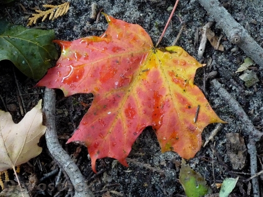 Devostock Maple Fall Leaves Autumn