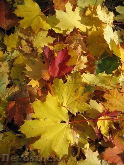 Devostock Maple Forest Leaves Autumn