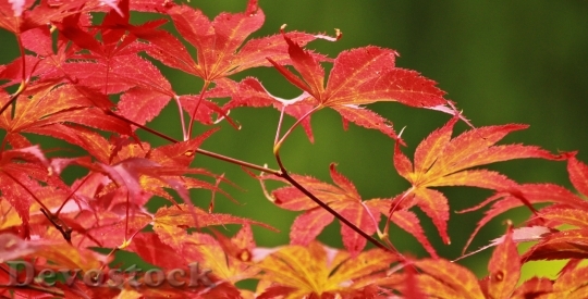 Devostock Maple Japanese Maple Leaves