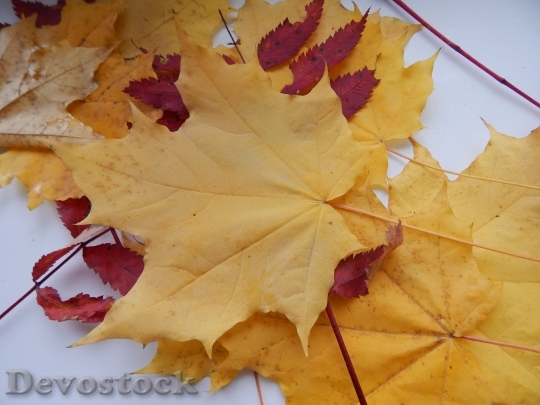 Devostock Maple Leaf Autumn Leaves 1