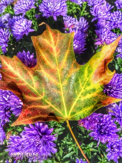 Devostock Maple Leaf Fall Colour