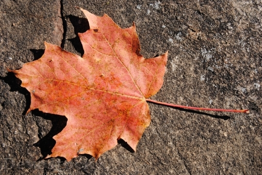 Devostock Maple Leaf Leaves Autumn