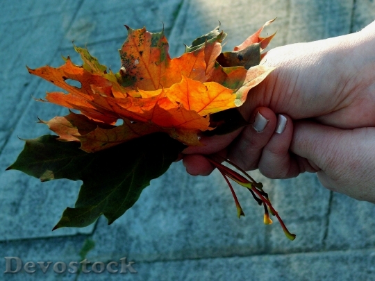 Devostock Maple Leaf Leaves Colored