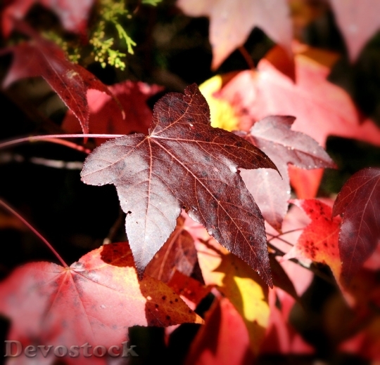 Devostock Maple Leaf Leaves Fall