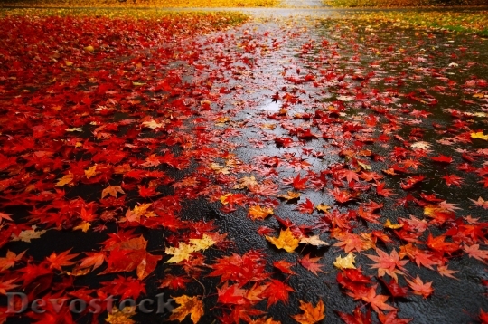 Devostock Maple Leaf Leaves Red