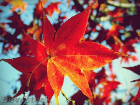 Devostock Maple Leaf Leaves Tree