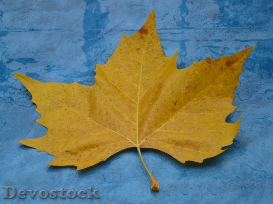 Devostock Maple Leaf Yellow Fall 0
