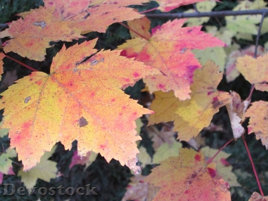 Devostock Maple Leaves Autumn Colorful