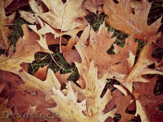 Devostock Maple Leaves Autumn Leaves 0