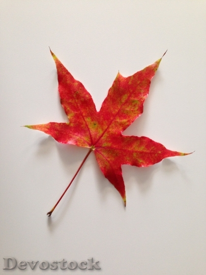 Devostock Maple Leaves Autumn Plant