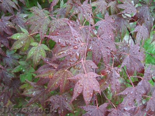 Devostock Maple Leaves Drops Plant