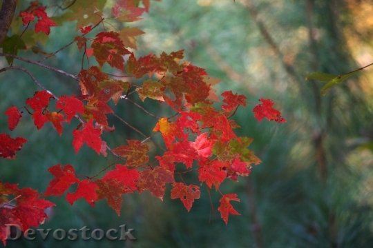 Devostock Maple Leaves Fall Autumn 0