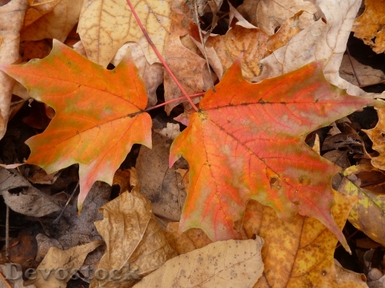 Devostock Maple Leaves Fall Leaf