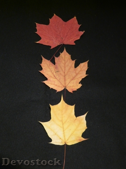 Devostock Maple Leaves Fall Leaves