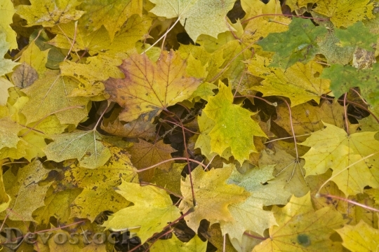 Devostock Maple Leaves Forest Floor