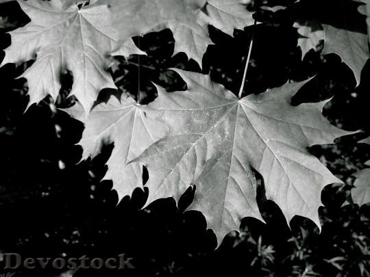 Devostock Maple Leaves Forest Green