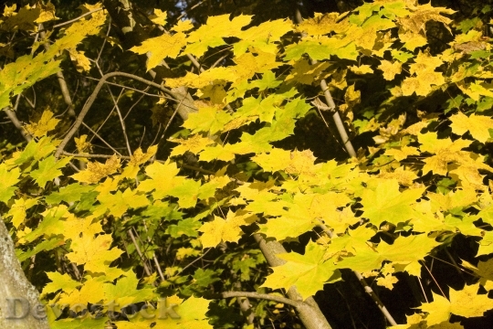 Devostock Maple Leaves Golden October 0