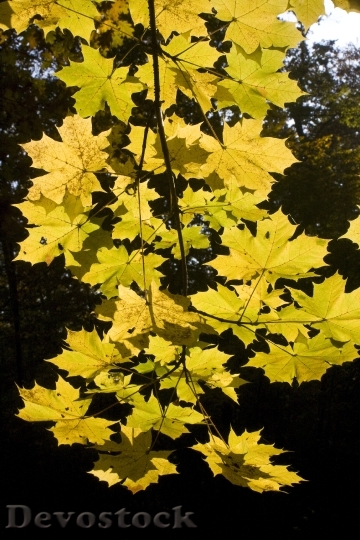 Devostock Maple Leaves Golden October 1