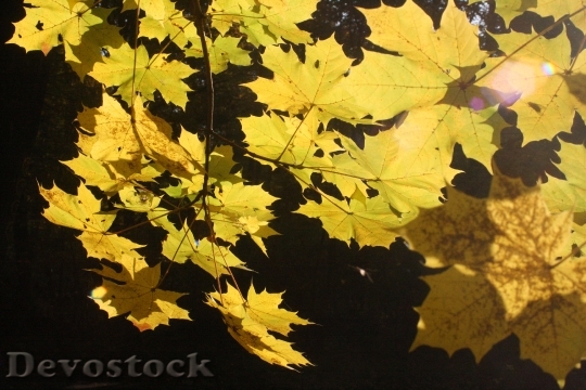 Devostock Maple Leaves Golden October
