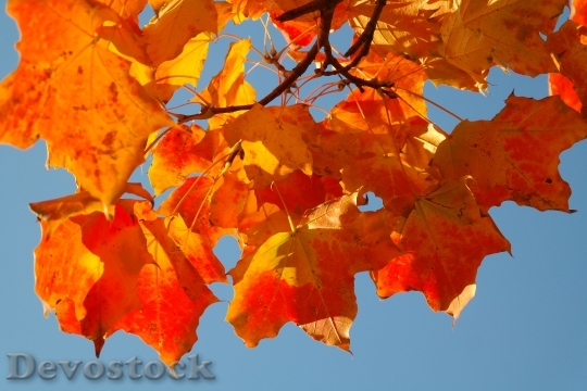 Devostock Maple Leaves Leaves Autumn 0